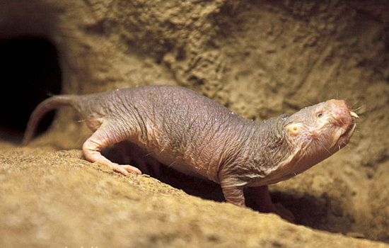 Голый землекоп (Naked Mole Rat)