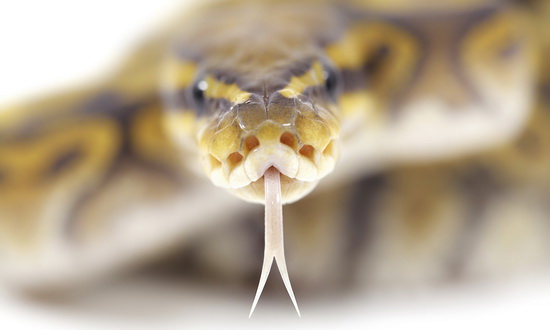 Как змеи умудряются проглатывать вещи крупнее своей головы