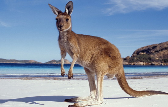 kenguru-kangaroo