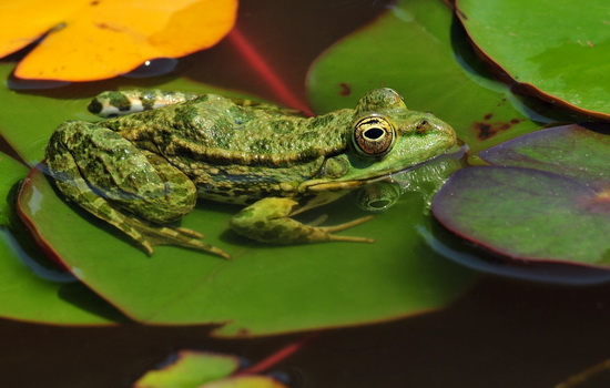 Лягушка (Frog)