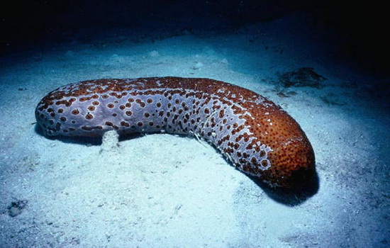 Морской огурец (Sea Cucumber)