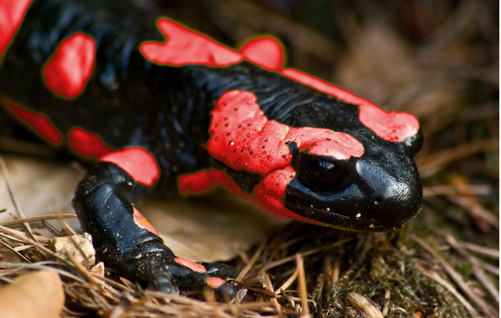 Саламандра (Salamander)