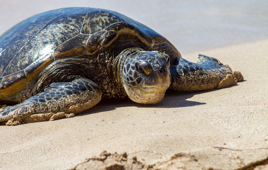 Turtle on beach, close-up, Hawaii