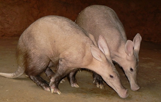 Трубкозуб (Aardvark)