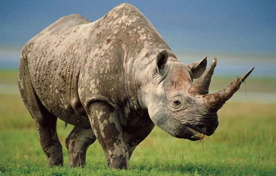 У носорога есть рога