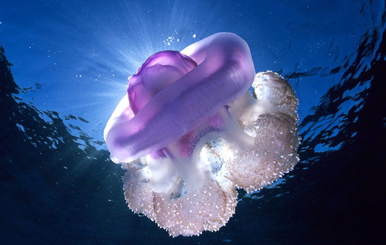 ukus-meduzy