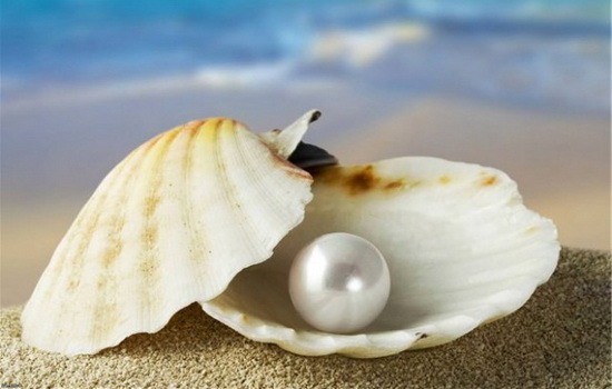 zhemchuzhnica-pearl-oyster