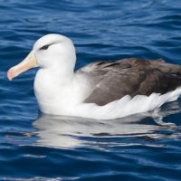 Интересные факты про Альбатроса (Albatross)