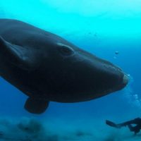Чем в XIX веке китобои убивали китов ?