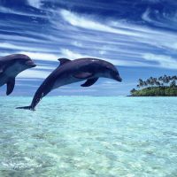 Дельфины живут в морях