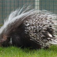 Интересные факты про Дикобраза (Porcupine)