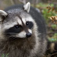 Интересные факты про Енота (Raccoon)