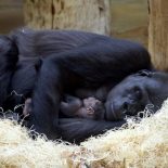 Где спят гориллы