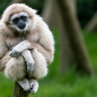 Интересные факты про Гиббона (Gibbon)
