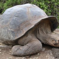 Интересные факты про Гигантскую черепаху (Giant Tortoise)