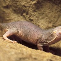 Интересные факты про Голыго землекопа (Naked Mole Rat)