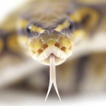 Как змеи умудряются проглатывать вещи крупнее своей головы ?