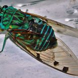 Какое насекомое живет дольше всех ?