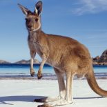 Интересные факты про Кенгуру (Kangaroo)