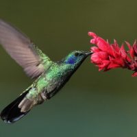 Интересные факты про Колибри (Hummingbird)