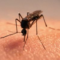 Комары находят человека по тепловому излучению