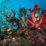 Интересные факты про Коралл (Coral)
