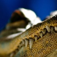 Крокодилы плотоядны и живут в воде