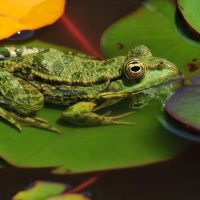 Интересные факты про Лягушку (Frog)