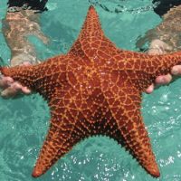 Интересные факты про Морскую звезду (Starfish)