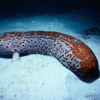 Интересные факты про Морской огурец (Sea Cucumber)