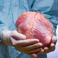 Может ли живой человек быть успешным донором сердца ?
