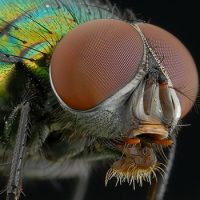 Интересные факты про Мух (Fly)