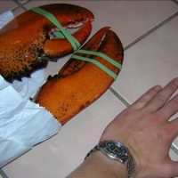 Интересные факты про Омара (Lobster)