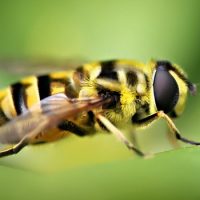 Интересные факты про Осу (Wasp)