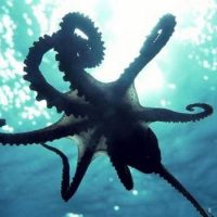 Интересные факты про Осьминогов (Octopus)