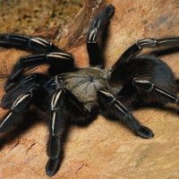 Интересные факты про Пауков (Spider)