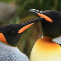 Пингвины — единственные птицы, которые плавают, но не летают