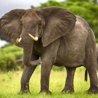 Интересные факты про Слонов (Elephant)
