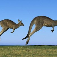 Слово кенгуру – что обозначает на языке аборигенов