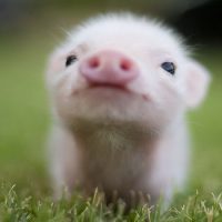 Интересные факты про Свиней (Pig)