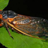 Интересные факты о Цикадах (Cicada)