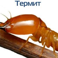 Интересные факты про Термитов (Termite)