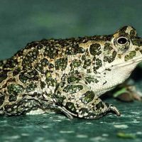 Интересные факты про Тростниковую жабу агу (Cane Toad)