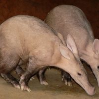 Интересные факты про Трубкозуба (Aardvark)