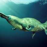 Интересные факты про Утконоса (Platypus)