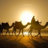 Верблюд бедуина