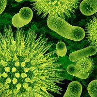 Все бактерии вредны для организма