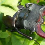 Интересные факты про Жуков (Beetle)