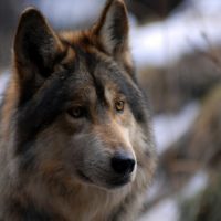 Заблуждения о волках