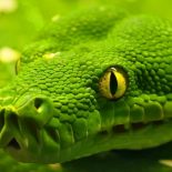 Интересные факты про Змей (Snake)
